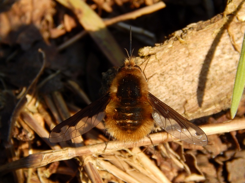 Bombylius major?